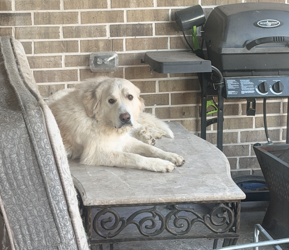 Suki